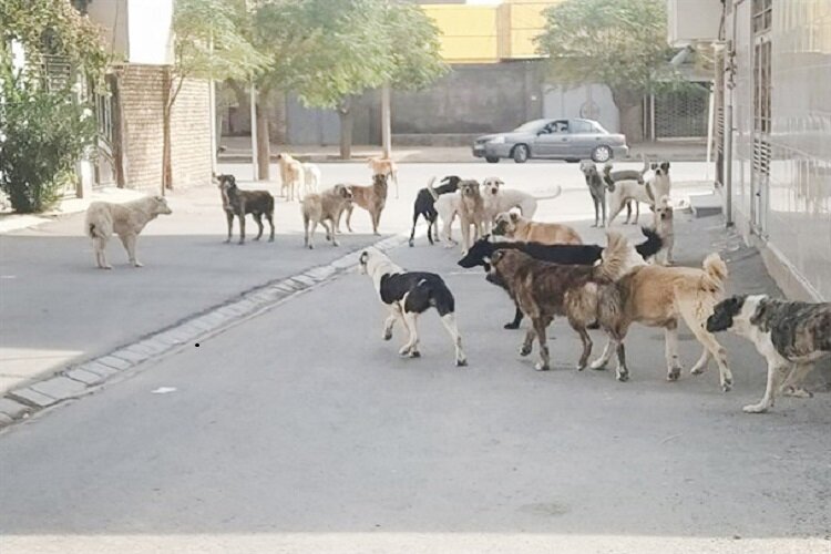 حادثه تکراری در سنندج؛ حمله سگهای بلاصاحب به دختر ۱۲ ساله
