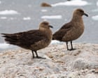نخستین مورد آنفولانزای پرندگان H5N1 در نیوزیلند شناسایی شد