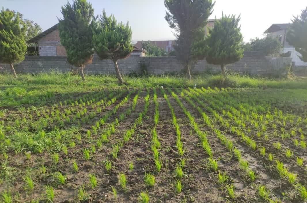 اجرای طرح خشکه‌کاری برنج در ۱۳ هکتار از اراضی بهشهر