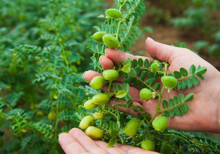 پیش‌بینی برداشت ۴۵ هزار تن نخود در آذربایجان غربی