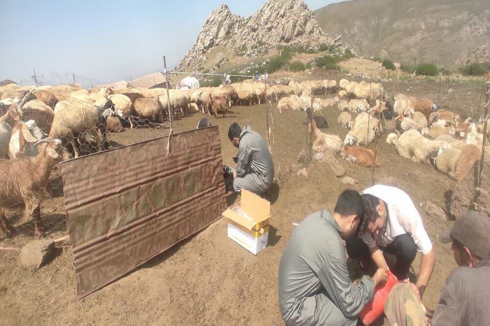 مهار کانون تب برفکی در ییلاق عشایر اردبیل و احداث بیمارستان تخصصی دامپزشکی