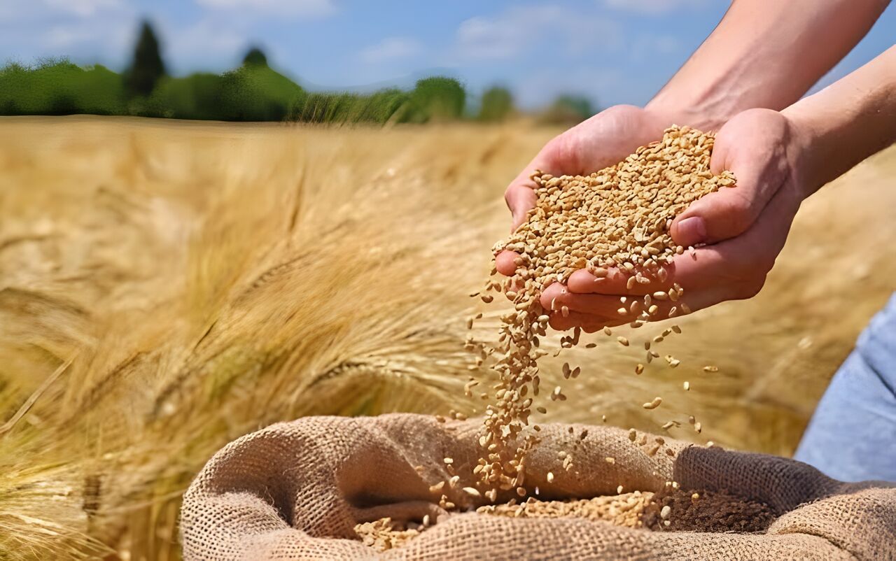 پیش‌بینی برداشت بیش از ۳ هزار تن گندم در شهرستان خوانسار
