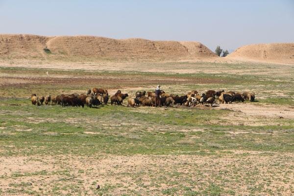 شبیخون به «دارابگرد»؛ فرونشست و حفاری، میراث ملی را می‌بلعد