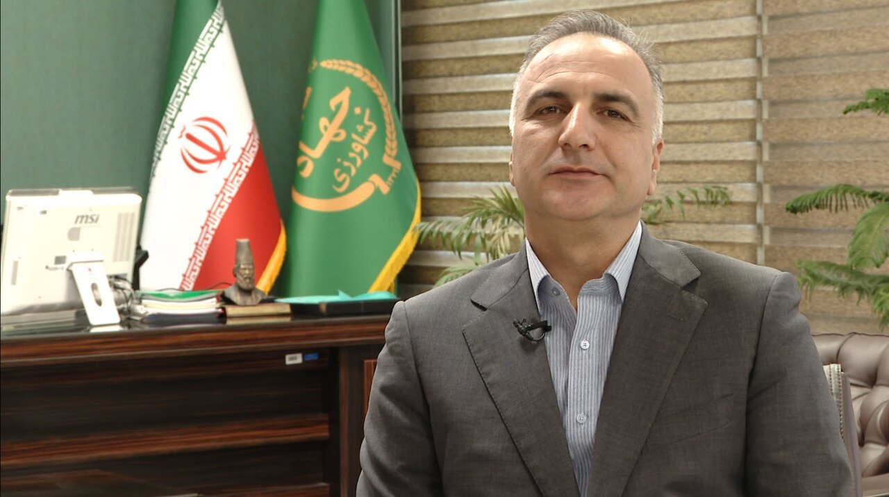 تولید برنج در ۱۹ استان کشور؛ دولت یارانه کشاورزان را مستقیم پرداخت می‌کند