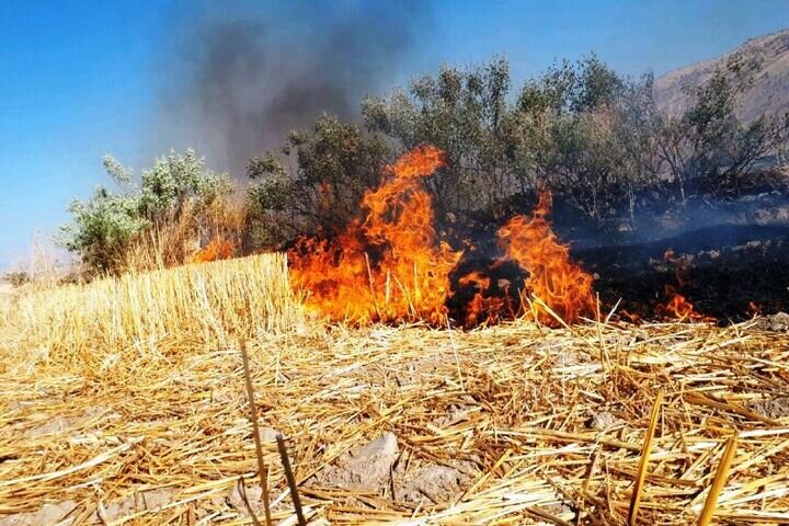 آتش بی‌توجهی در شالیزارها؛ تهدیدی برای محیط زیست و ایمنی جاده‌های مازندران