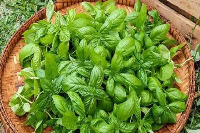 کاهش شدت علائم سندرم پیش از قاعدگی با استفاده از عصاره برگ ریحان