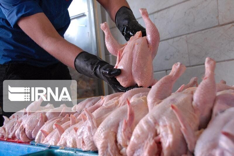 ثبت تمام حلقه‌های توزیع طیور در خوزستان؛ گامی برای شفافیت و حمایت از تولید بومی