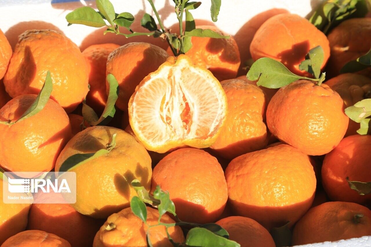 هشدار جدی جهاد کشاورزی؛ مگس میوه تهدیدی برای نارنگی‌های مازندران