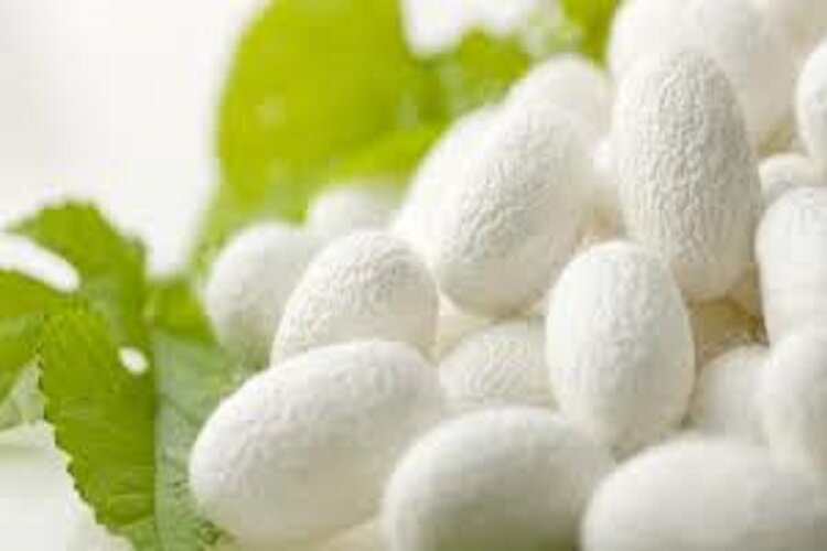 خراسان شمالی؛ پیشتاز تولید پیله ابریشم باکیفیت در کشور