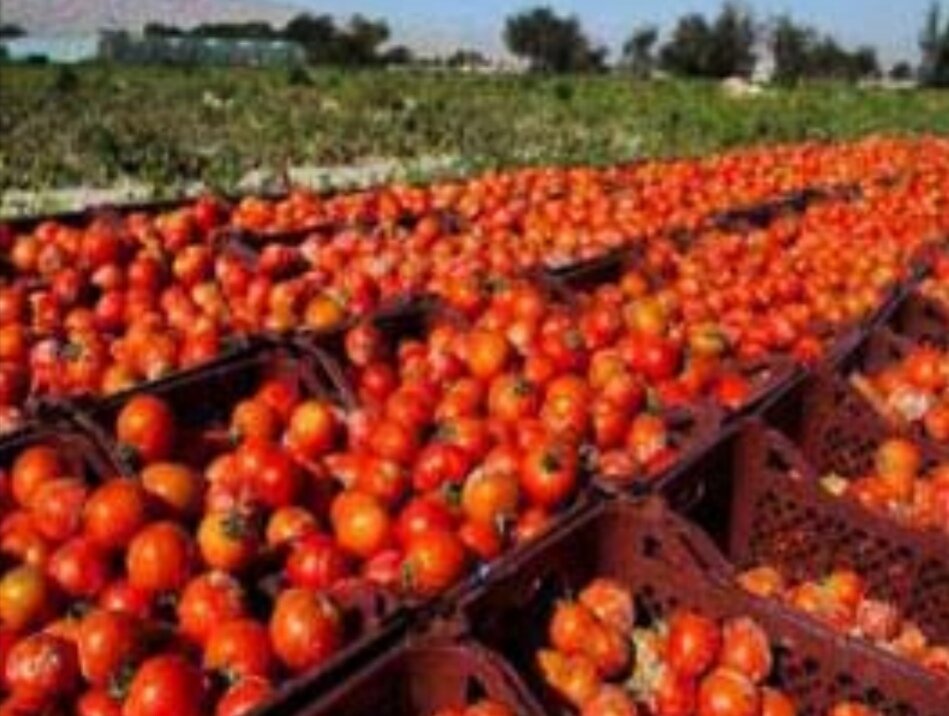 آغاز برداشت گوجه‌فرنگی تابستانه در استهبان؛ پیش‌بینی تولید ۵ هزار تن محصول
