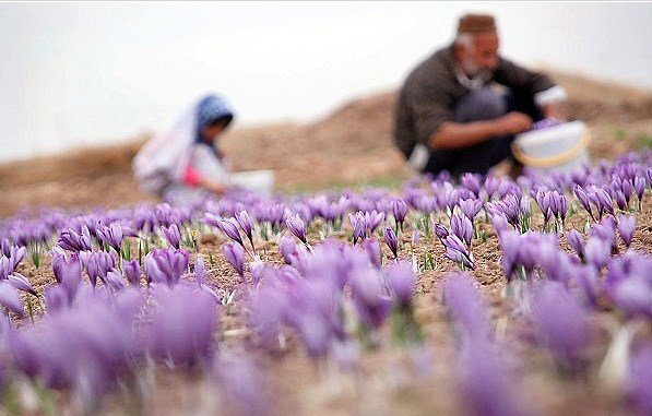 آغاز عملیات کشت زعفران در کرمانشاه با هدف توسعه ۵۰۰ هکتاری