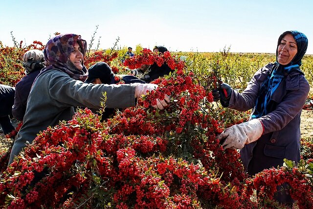 سدهای هشت‌گانه در مسیر کارآفرینی زنان روستایی