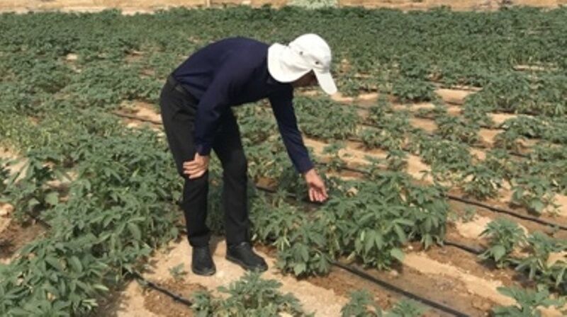 پنج هزار هکتار از اراضی بوشهر زیر کشت کنجد رفت؛ پیش‌بینی تولید ۶ هزار تن