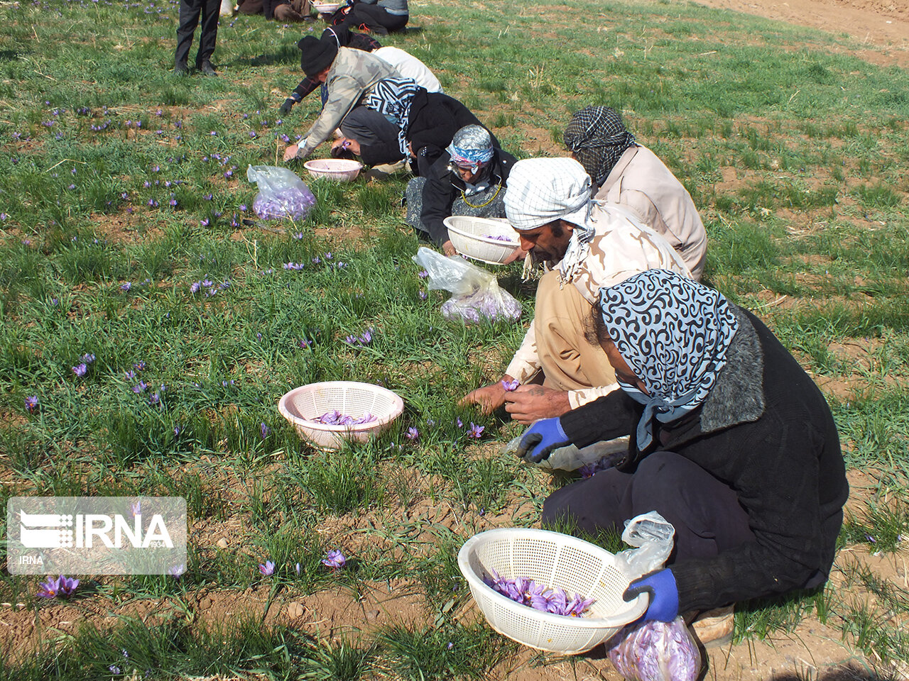 درآمد ۹ برابری زعفران نسبت به محصولات آب‌بر در کرمانشاه