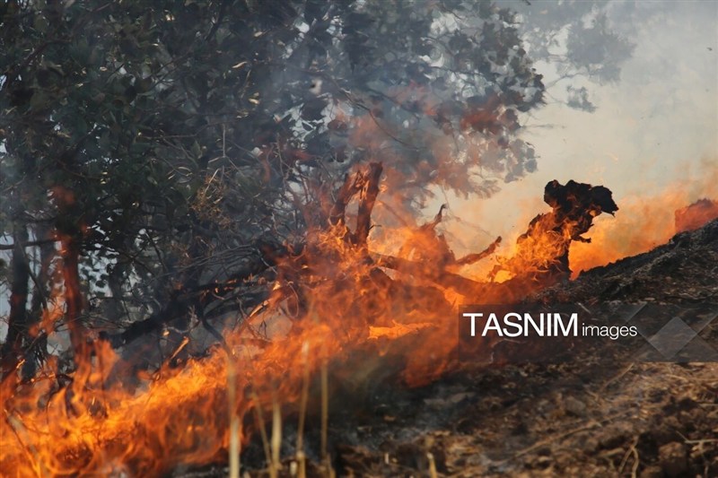 آتش‌سوزی‌های میانکاله؛ خاکستر شدن ۵۳۶ هکتار زیستگاه در ۱۲ حریق مشکوک