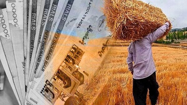 آغاز پرداخت مطالبات گندمکاران همدان همزمان با خرید ۳۸۸ هزار تن محصول