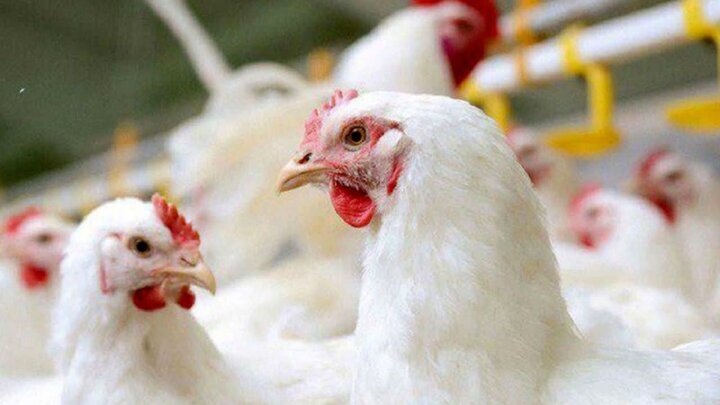 بیش‌بود تولید مرغ در همدان؛ جوجه‌ریزی ۱۶ میلیونی و ذخیره ۶۵۰ تن مرغ مازاد
