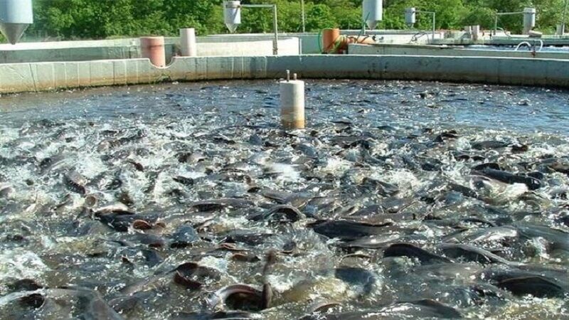 توسعه آبزی‌پروری و اقتصاد دریاپایه در خوزستان؛ رشد تولید به ۱۱۱ هزار تن