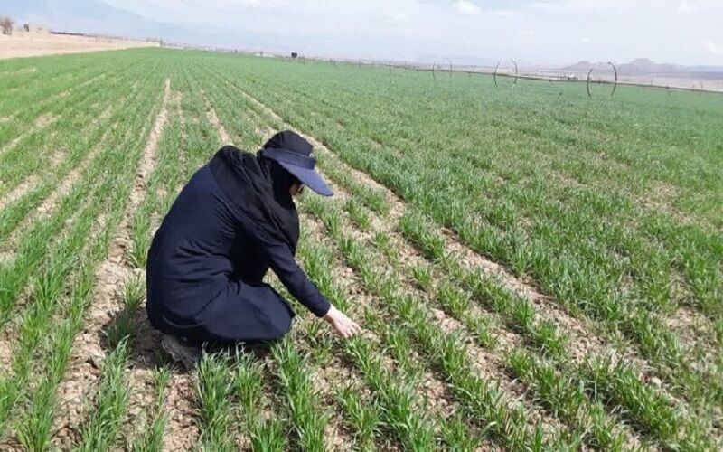 تأمین ۳۰ درصد بذور غلات کشور توسط استان فارس با جهش تولید بذر