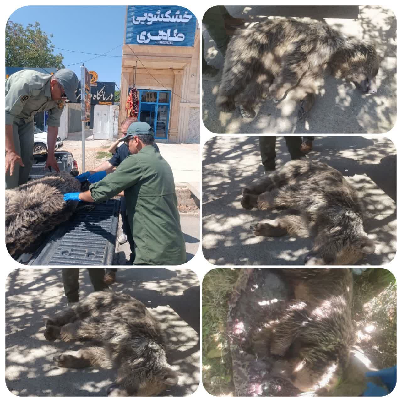 مرگ خرس ۴ ساله در شهرستان دنا بر اثر تیراندازی متخلفان