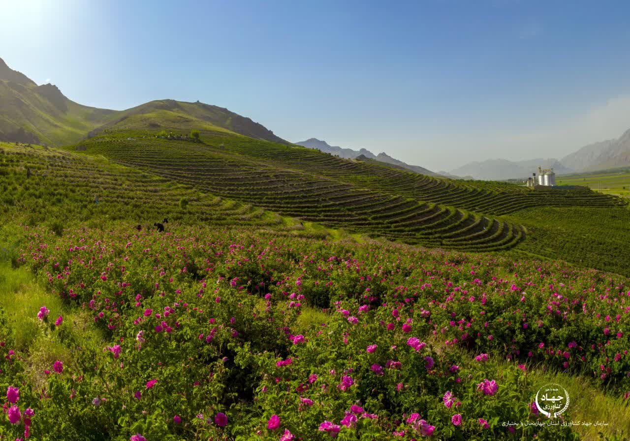 توسعه باغات در اراضی شیبدار چهارمحال و بختیاری؛ فرصتی برای تولید و اشتغال