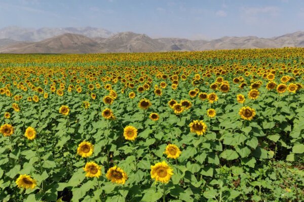 رونق کشت آفتابگردان آجیلی در دهگلان؛ پیش‌بینی تولید ۴۷۰ تن محصول