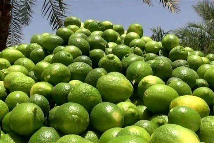 جهرم قطب تولید لیموترش کشور با برداشت سالانه ۱۵۰ هزار تن