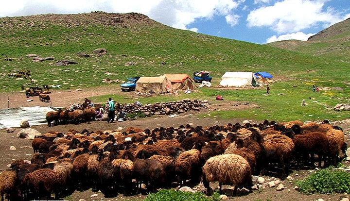 پایش سلامت ۵۰۰۰ رأس دام عشایر جنوب کرمان با هدف ارتقای معیشت