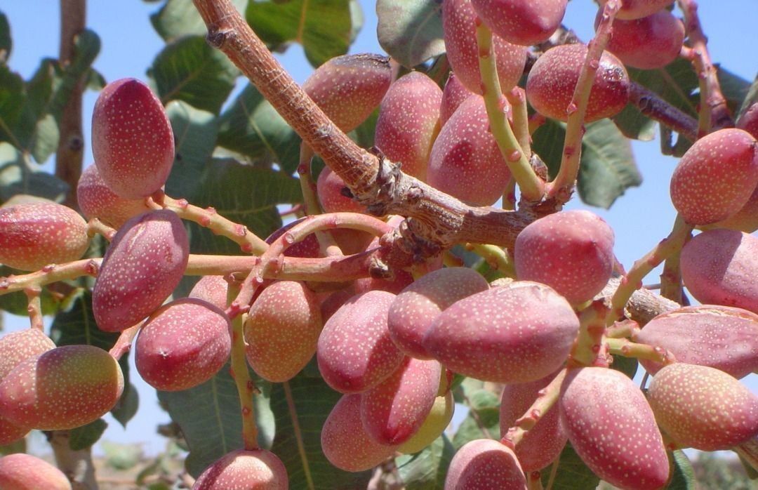 تولید پسته در زاهدان؛ آغاز برداشت از ۴۴۵۰ هکتار باغات با تجهیز به آبیاری نوین