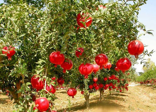 پیش‌بینی برداشت ۱۸۰۰ تن انار از باغات گچساران و پتانسیل صادرات به عراق