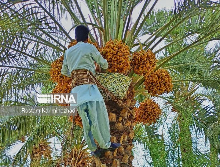 تولید ۲۰۰ هزار تن خرما در هرمزگان؛ ۲۰ درصد محصول راهی بازارهای جهانی می‌شود