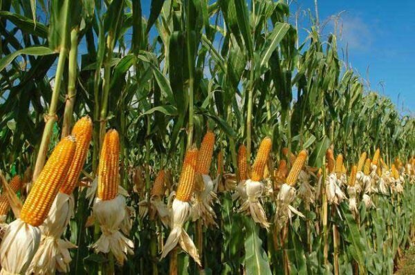صادرات ذرت آرژانتین با افزایش تقاضای جهانی به رکورد ۱۰ میلیون تن نزدیک شد