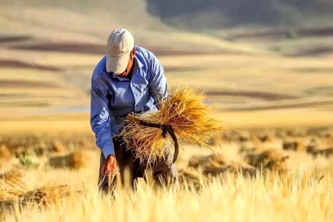 تأخیر در پرداخت مطالبات کشاورزان و چالش‌های تولید گندم در کشور