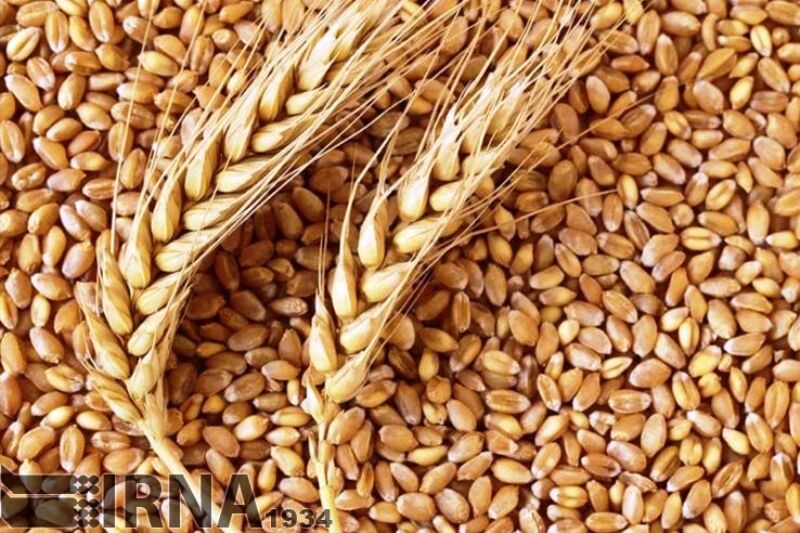 افزایش چهار برابری ظرفیت تولید بذور گواهی شده در ایران