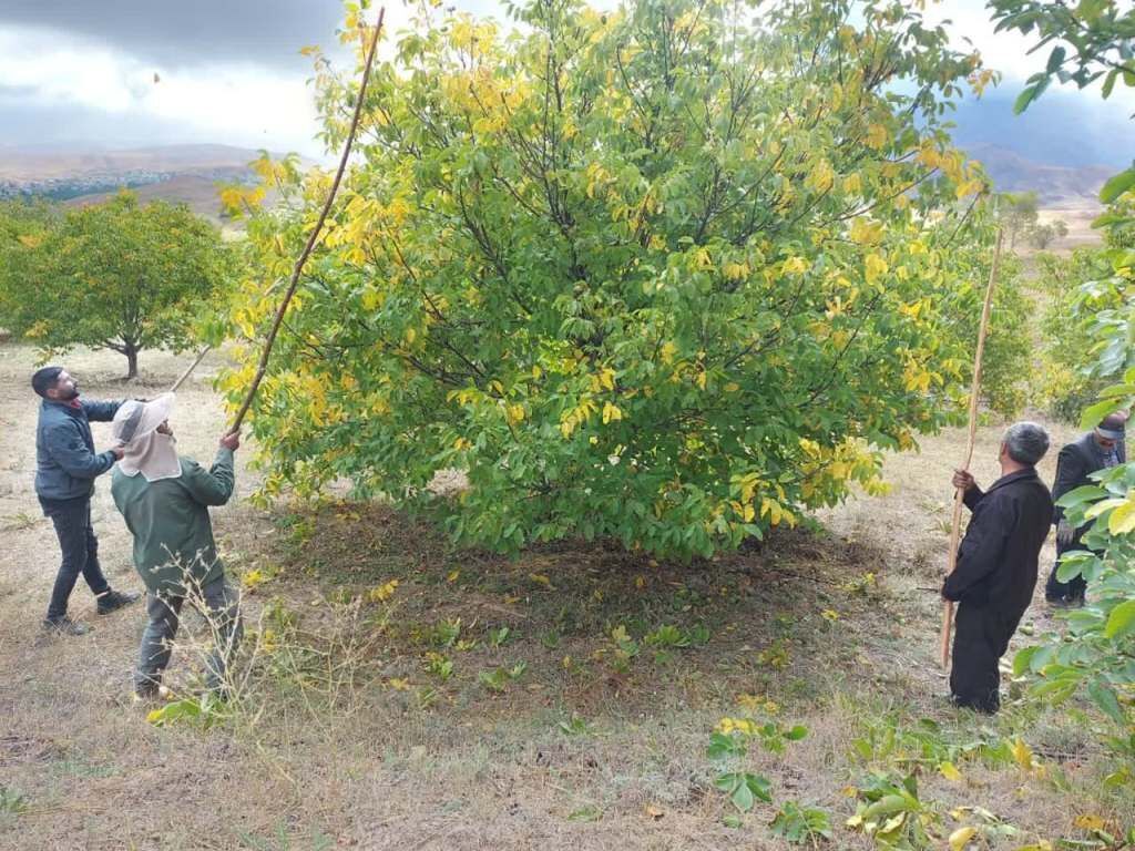 برداشت گردو در خلخال آغاز شد؛ طرح‌های حفاظتی برای مقابله با سرمازدگی