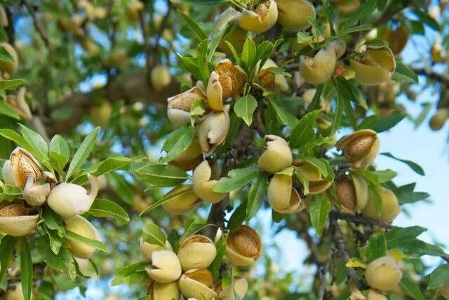 تولید بادام در خراسان جنوبی؛ پیش‌بینی کاهش ۲۰ درصدی محصول در سال جاری