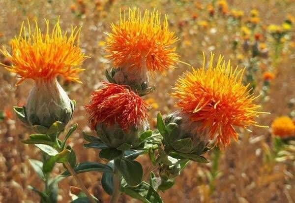 رکوردشکنی تولید گلرنگ در فارس با تغییر الگوی کشت و مدیریت منابع آبی