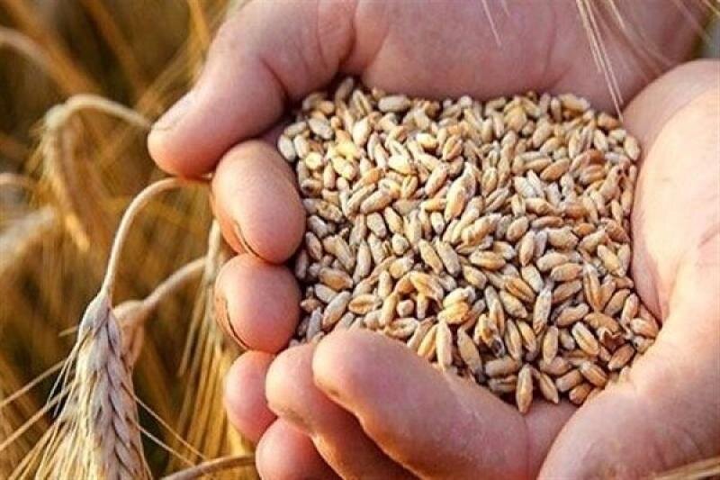 قیمت خرید تضمینی گندم؛ ضرورت اعلام نرخ واقعی تا اول مهر برای جلوگیری از بحران تولید