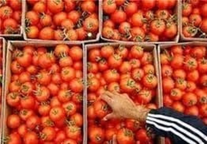 ممنوعیت صادرات گوجه‌فرنگی خام تا پایان سال جاری برای مدیریت بازار