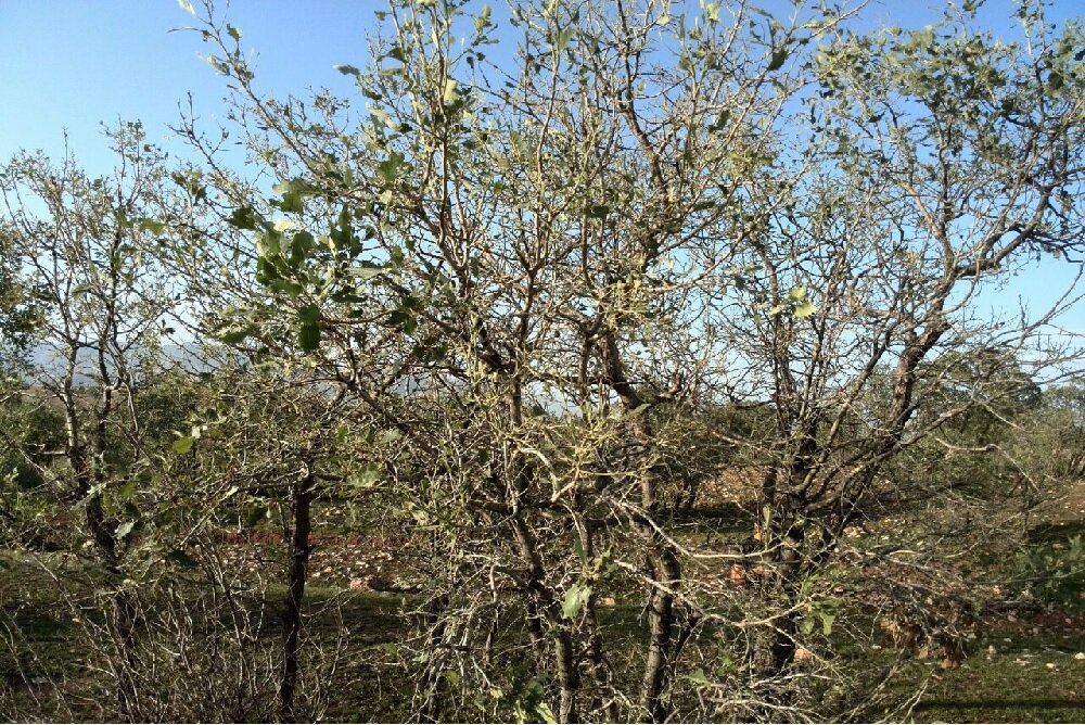 شناسایی روند افزایش خشکیدگی جنگلها با استفاده از هوش مصنوعی