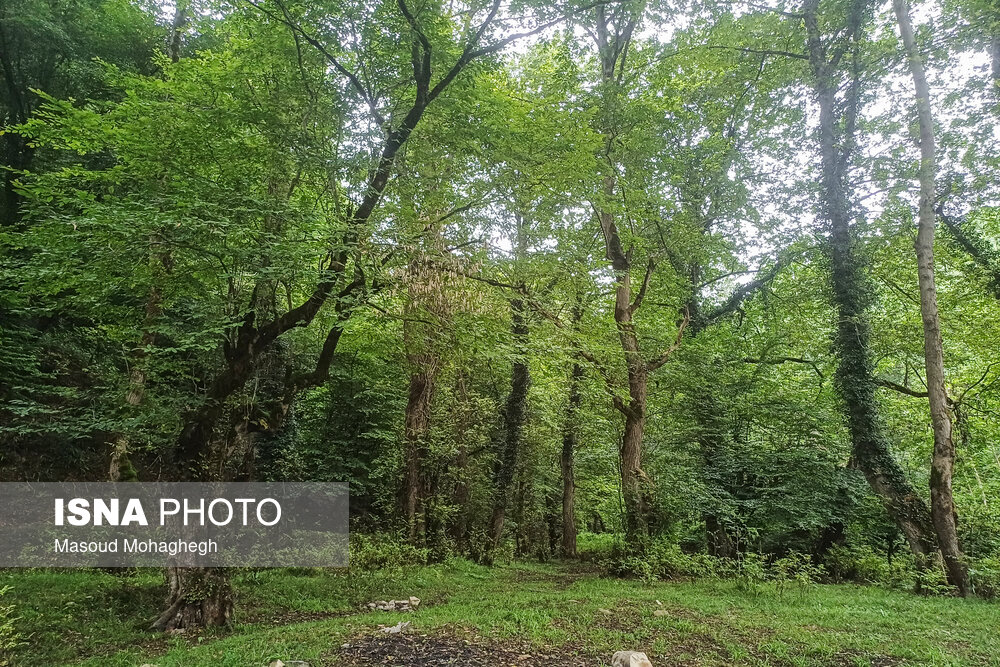 طرح جنگلداری نوین؛ خواستار بررسی متخصصان برای حفظ جنگل‌های هیرکانی