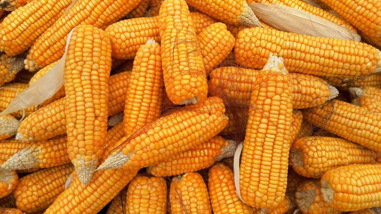 قیمت ذرت تحت فشار قرار گرفت؛ کاهش نرخ معاملات آتی و صادرات