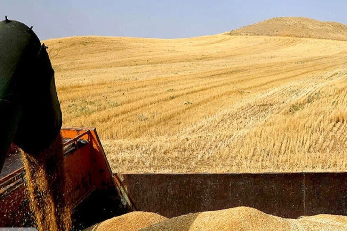 قیمت گندم؛ پیشنهاد ۸۵ هزار تومانی برای خرید تضمینی در شورای قیمتگذاری