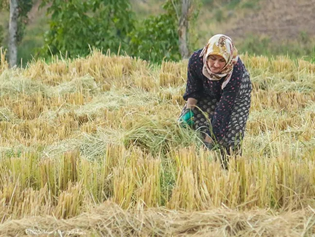 برداشت برنج در قزوین؛ پیش‌بینی تولید ۱۴ هزار تن برنج سفید از ۳۸۰۰ هکتار شالیزار
