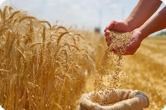 کشت گندم در خراسان شمالی از مرز ۳۰ هزار هکتار گذشت