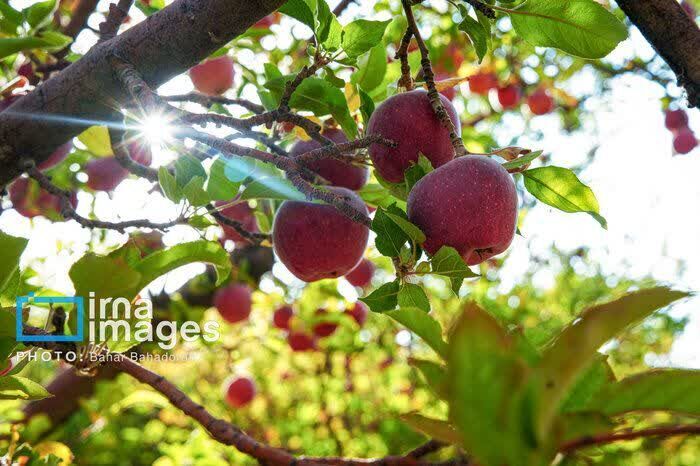پیش‌بینی تولید بیش از ۲۰۰ هزار تن سیب در اشنویه با رشد ۲۰ درصدی