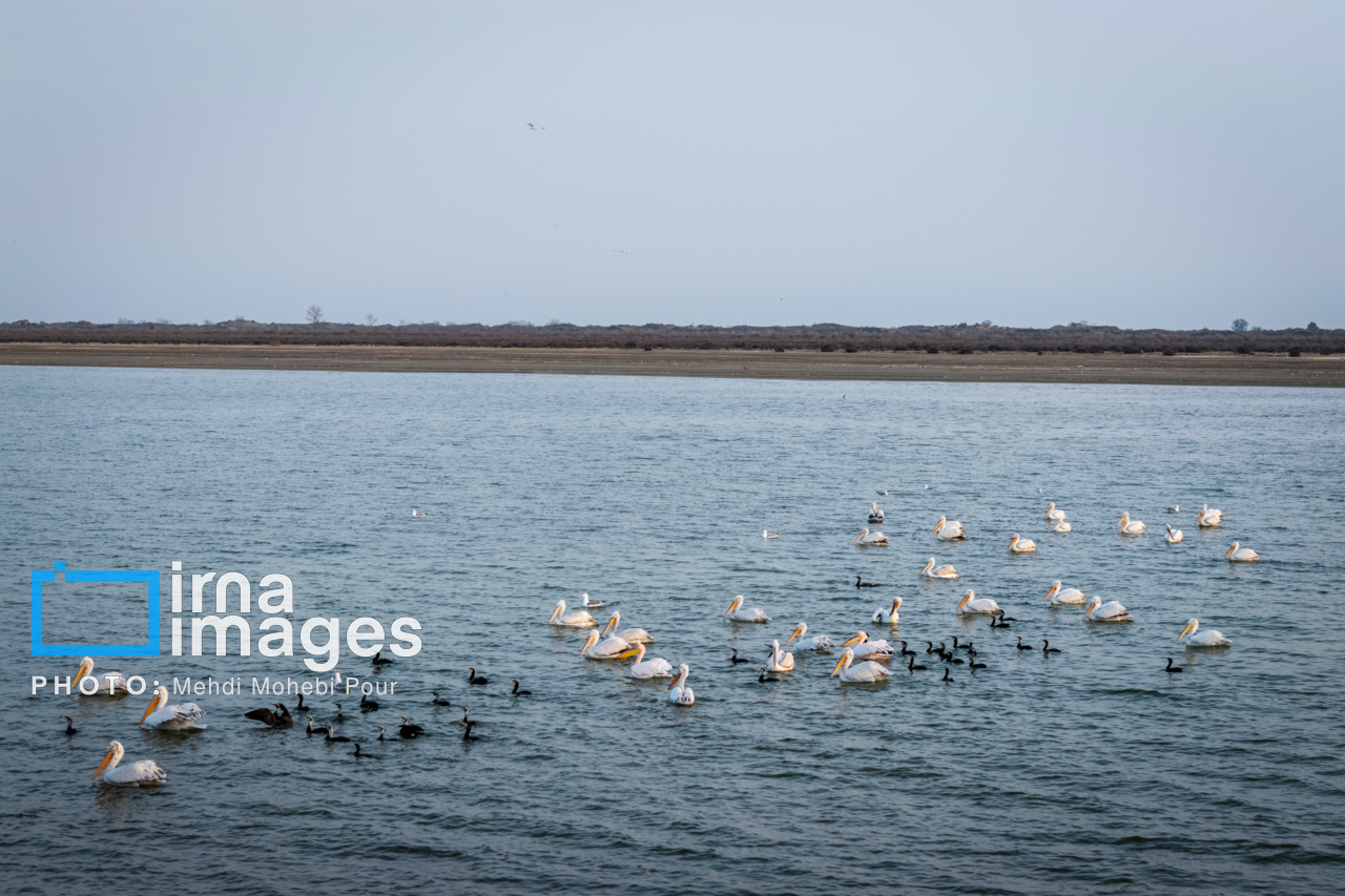 ورود پلیکان‌های مهاجر به تالاب کانی‌برازان مهاباد در آذربایجان غربی