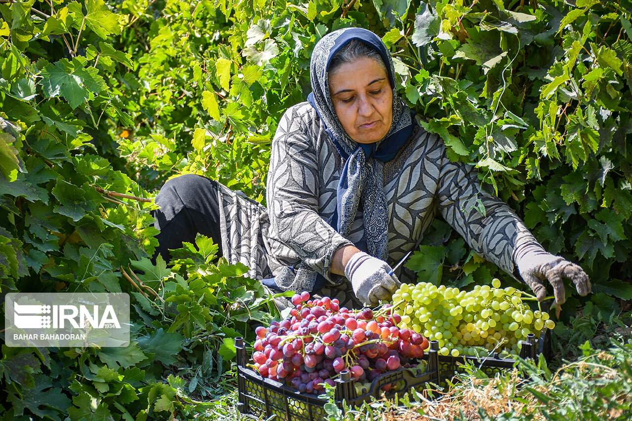 روستاها؛ محور اصلی امنیت غذایی و ستون‌های پایداری اقتصاد ملی