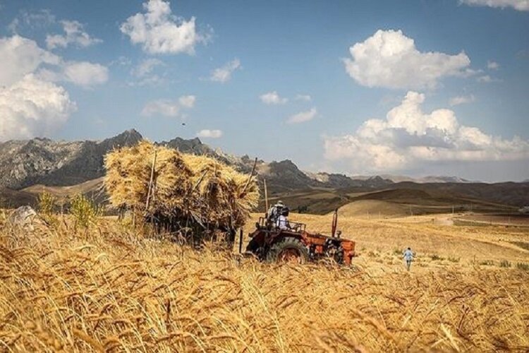 پرداخت بیش از ۹۰ درصد از مطالبات گندمکاران چهارمحال و بختیاری