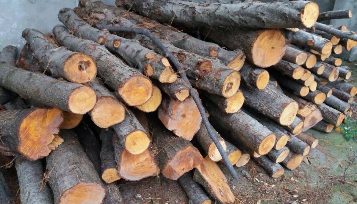 کشف ۳۰ مترمکعب چوب‌آلات قاچاق از مبدأ گیلان در عملیات خلخال